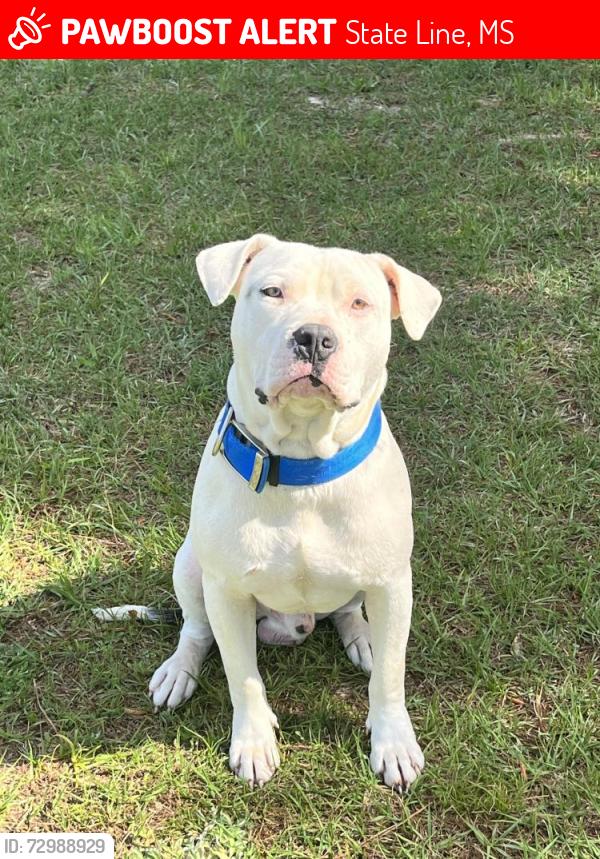 Lost Male Dog last seen Hwy 42, Ms-Al state line, HWy 45 interchange, State Line, MS 39362