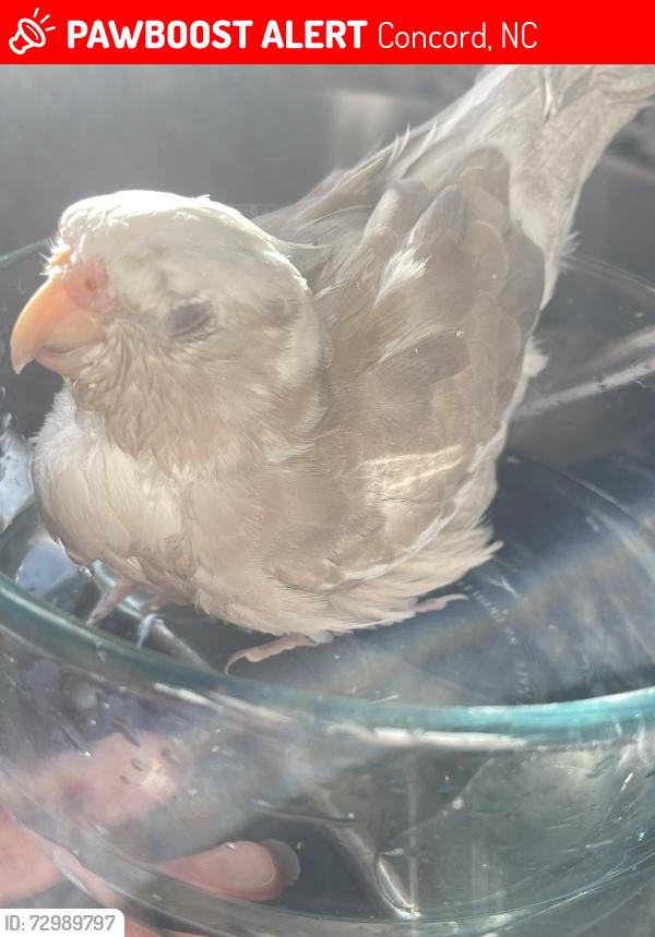 Lost Male Bird last seen Patricia Dr / rock hill church road area, Concord, NC 28027