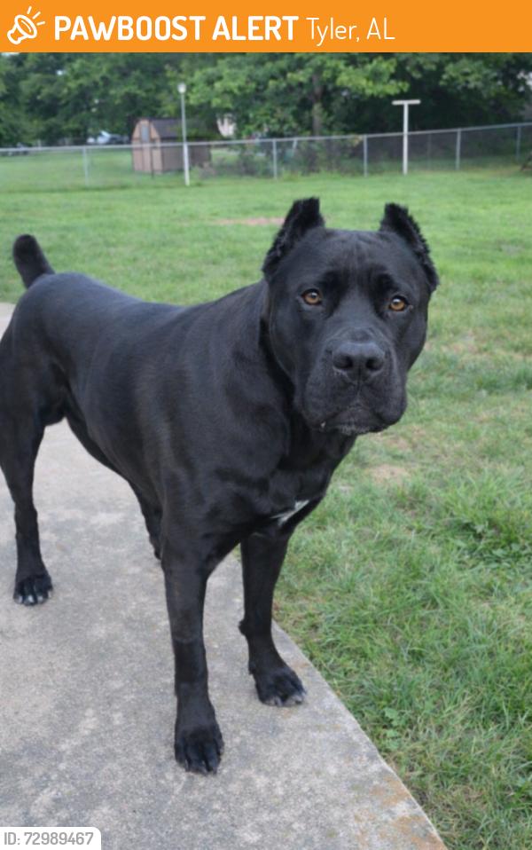 Found/Stray Male Dog last seen Near the park , Tyler, AL 36785