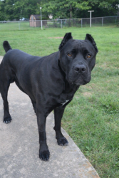Found/Stray Male Dog last seen Near the park , Tyler, AL 36785