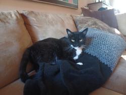 Lost Female Cat last seen Near Almond Tree Lane, Irvine, CA  92612, Irvine, CA 92612