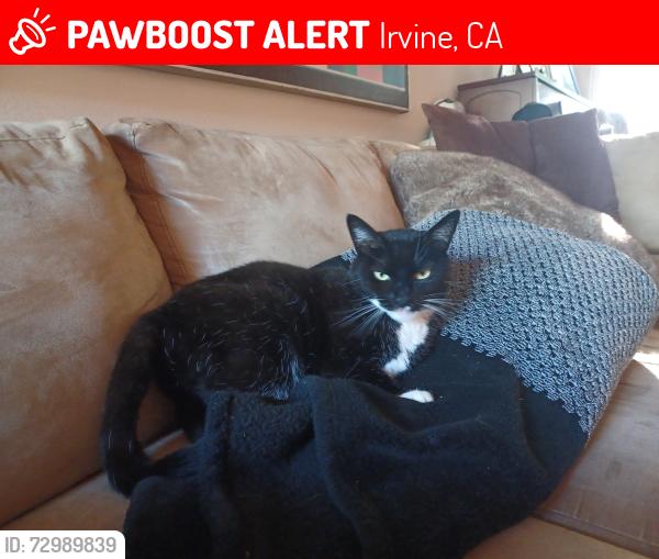 Lost Female Cat last seen Near Almond Tree Lane, Irvine, CA  92612, Irvine, CA 92612