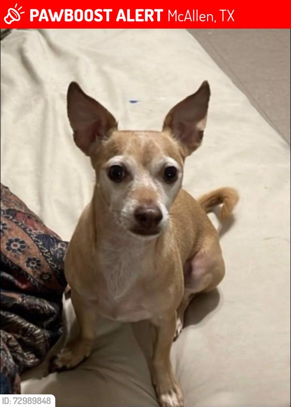 Lost Male Dog last seen Oxford Ave, mcallen Tx, McAllen, TX 78504