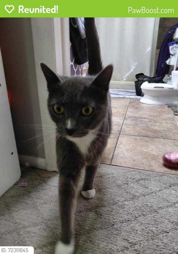 Reunited Unknown Cat last seen Couple streets over from horizon elementary, Murray, UT 84123