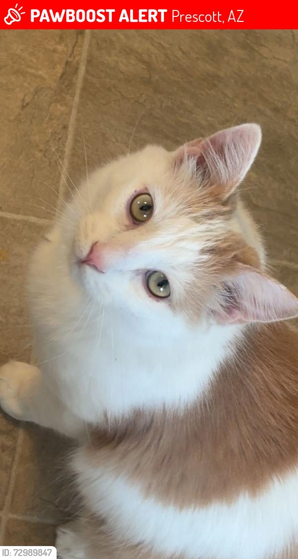 Lost Male Cat last seen Eagle Crest and Majestic, Eagle Ridge neighborhood off Rosser, Prescott, AZ 86301