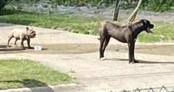 Reunited Male Dog last seen Not far from the. Loses down video store on Richfield rd , Flint, MI 48506