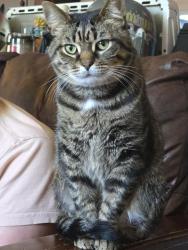 Lost Male Cat last seen Gray apmts on Anson Street off Peters Creek, Winston-Salem, NC 27103