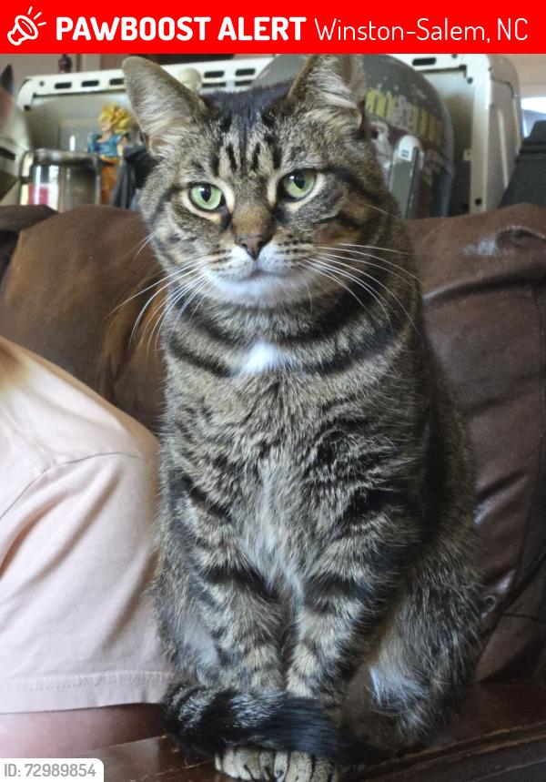 Lost Male Cat last seen Gray apmts on Anson Street off Peters Creek, Winston-Salem, NC 27103