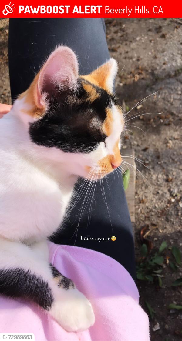 Lost Female Cat last seen Sunset blvd and Arden, Beverly Hills, CA 90210