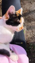 Lost Female Cat last seen Sunset blvd and Arden, Beverly Hills, CA 90210