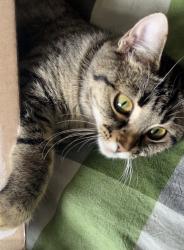 Lost Female Cat last seen In front of my hse when I saw her last time in morning 9, Regina, SK S4P 4V8