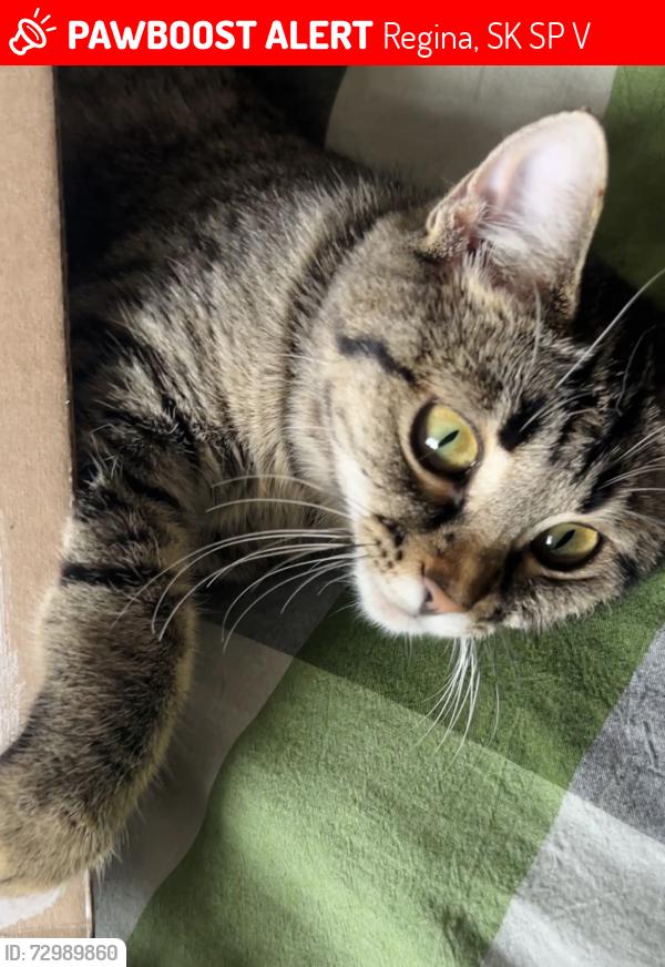 Lost Female Cat last seen In front of my hse when I saw her last time in morning 9, Regina, SK S4P 4V8