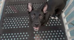 Lost Female Dog last seen Glen Reilly park , Fayetteville, NC 28314