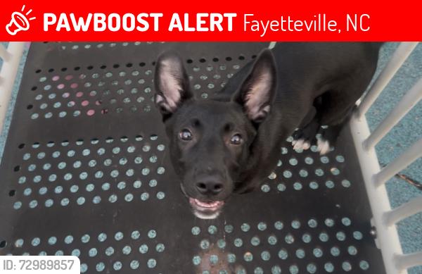 Lost Female Dog last seen Glen Reilly park , Fayetteville, NC 28314