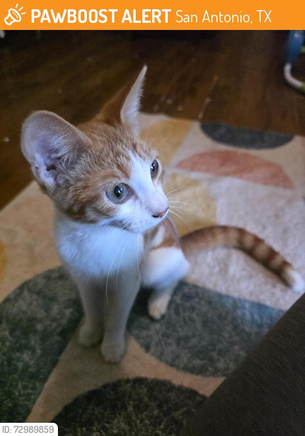 Found/Stray Female Cat last seen Cliffbrier, San Antonio, TX 78250