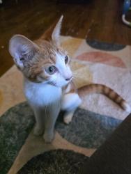 Found/Stray Female Cat last seen Cliffbrier, San Antonio, TX 78250