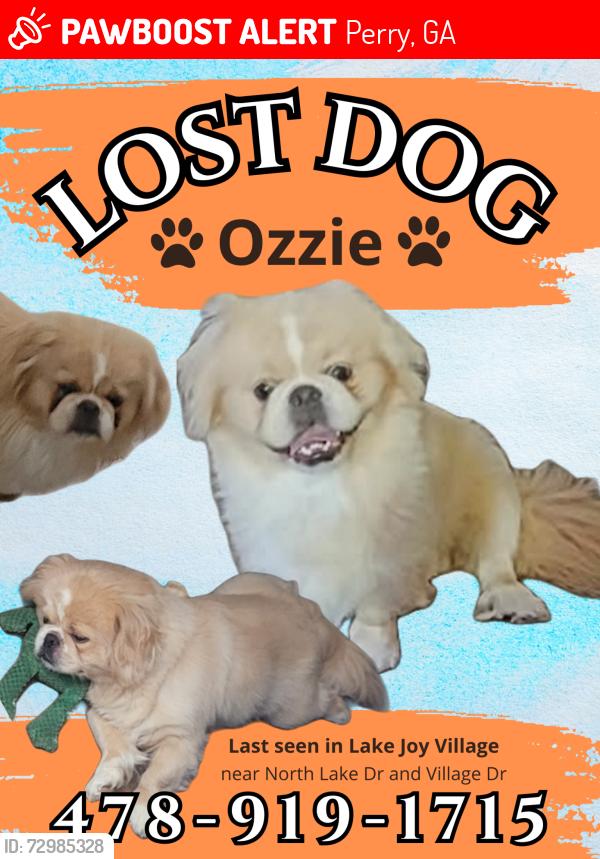 Lost Male Dog last seen North Lake Dr/Village lake joy , Perry, GA 31069