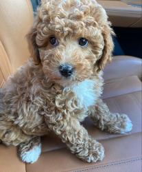 Found/Stray Female Dog last seen Dallas Texas , Dallas, TX 75201