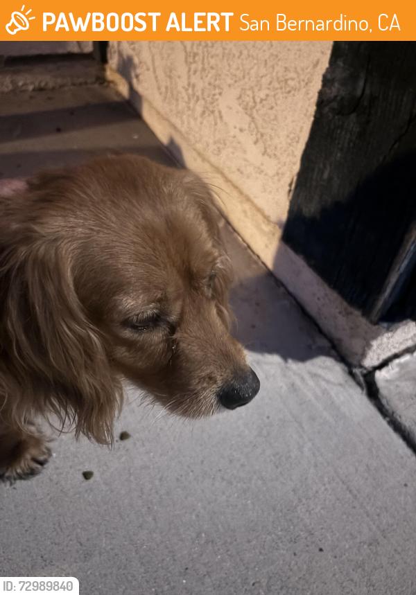 Found/Stray Female Dog last seen Del Rosa , San Bernardino, CA 92404