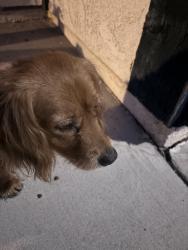 Found/Stray Female Dog last seen Del Rosa , San Bernardino, CA 92404