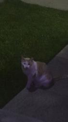 Found/Stray Unknown Cat last seen Grove Ave & Anderson Ave, Cliffside Park, NJ 07010