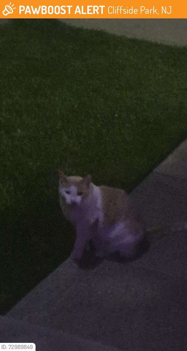 Found/Stray Unknown Cat last seen Grove Ave & Anderson Ave, Cliffside Park, NJ 07010