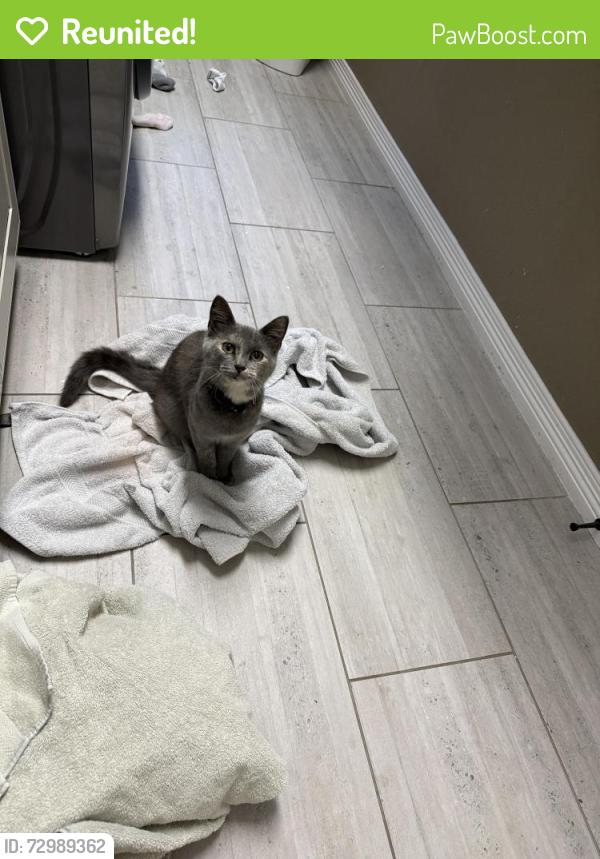 Reunited Unknown Cat last seen Puma Run, Highlands Ranch, CO 80124