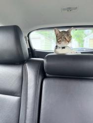 Found/Stray Female Cat last seen 38th street south  minneapolis , Minneapolis, MN 55417