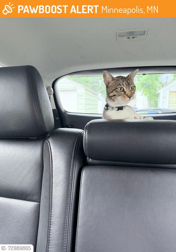 Found/Stray Female Cat last seen 38th street south  minneapolis , Minneapolis, MN 55417