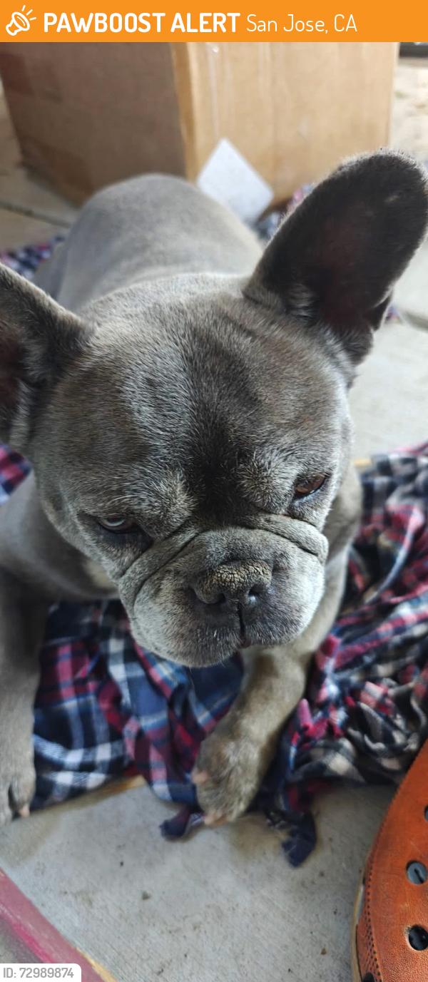 Found/Stray Female Dog last seen Hayes mansion , San Jose, CA 95136