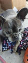 Found/Stray Female Dog last seen Hayes mansion , San Jose, CA 95136