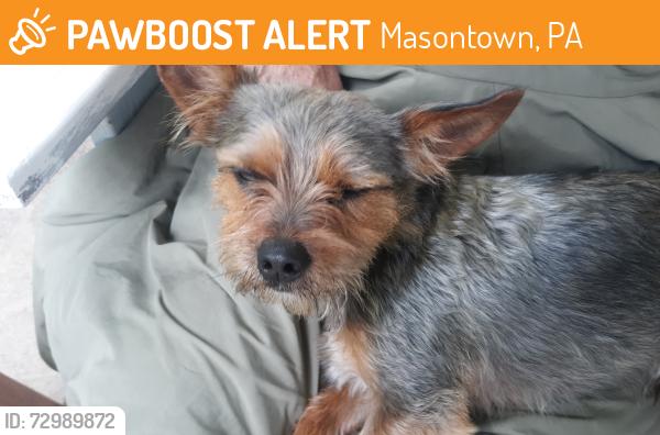 Found/Stray Male Dog last seen Near ronco rd, Masontown, PA 15461