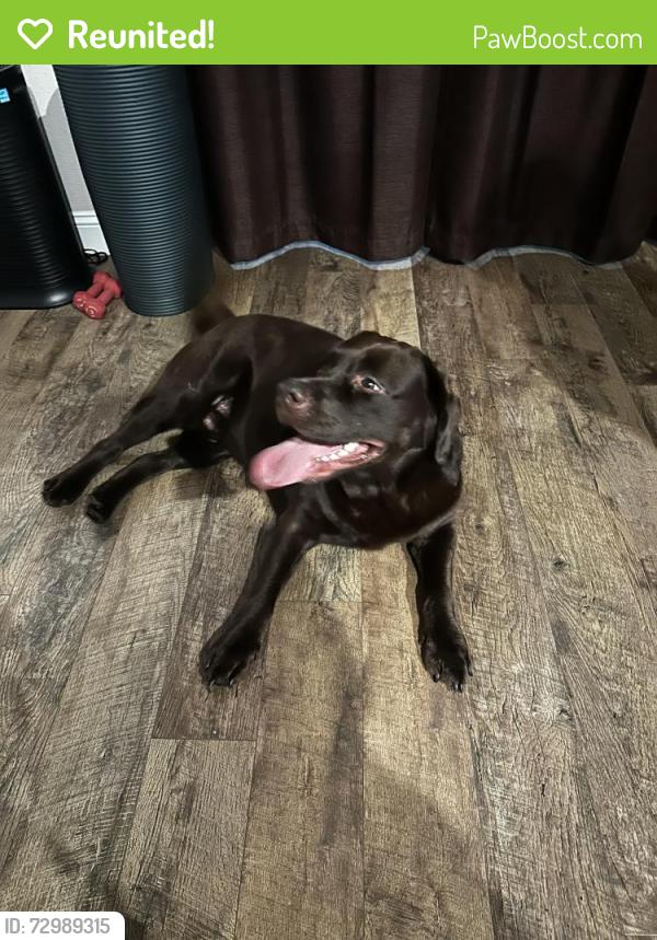 Reunited Male Dog last seen Boyette Rd and Dorman Rd Fishhawk Fl, Fish Hawk, FL 33547
