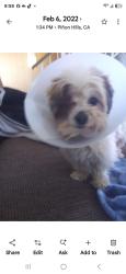 Lost Female Dog last seen Snowline and sky line dr pinon hills ca 92372, Piñon Hills, CA 92372