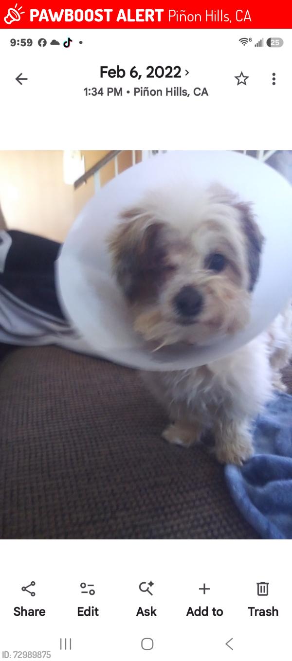 Lost Female Dog last seen Snowline and sky line dr pinon hills ca 92372, Piñon Hills, CA 92372