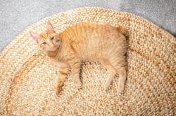 Lost Male Cat last seen Oil Well Rd, Pipe Creek, TX 78063