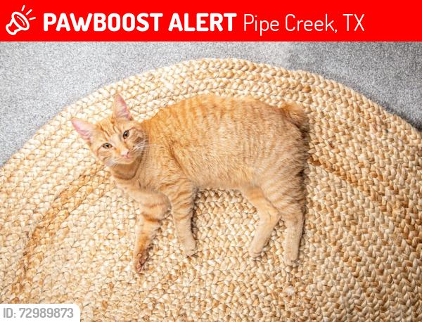 Lost Male Cat last seen Oil Well Rd, Pipe Creek, TX 78063
