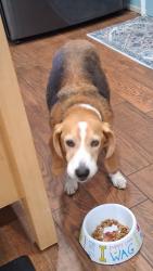 Reunited Male Dog last seen Orangewood and Tabago, Cypress, CA 92845