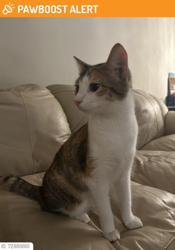 Found/Stray Female Cat last seen Dominion Circle, Cincinnati Ohio 45249, Symmes Township, OH 45249