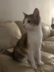 Found/Stray Female Cat last seen Dominion Circle, Cincinnati Ohio 45249, Symmes Township, OH 45249