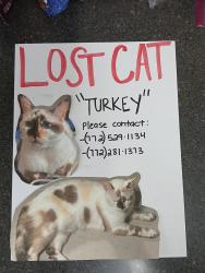 Lost Female Cat last seen Maleluca/Lennard road, Port St. Lucie, FL 34952