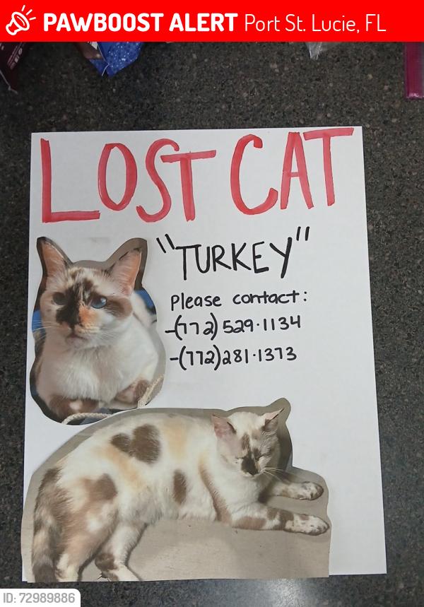 Lost Female Cat last seen Maleluca/Lennard road, Port St. Lucie, FL 34952