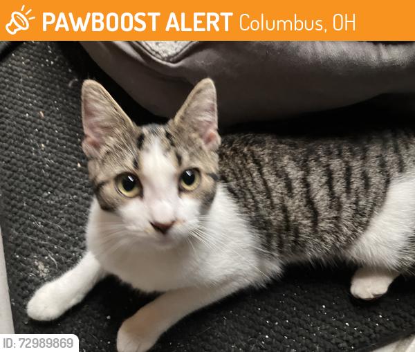 Found/Stray Female Cat last seen E 12th Ave and Big 4 Street, Columbus, OH 43201