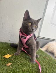 Lost Female Cat last seen Sunrise, Fort Lauderdale, FL 33311