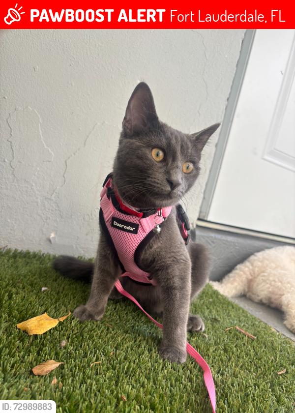 Lost Female Cat last seen Sunrise, Fort Lauderdale, FL 33311