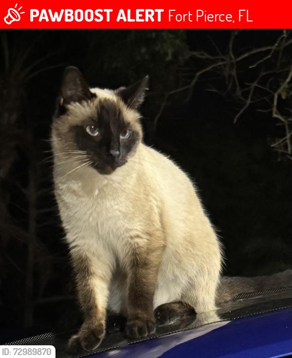 Lost Male Cat last seen Old Dixie Highway and Milton Road, Fort Pierce, FL 34946