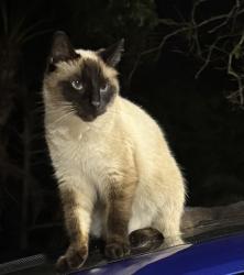 Lost Male Cat last seen Old Dixie Highway and Milton Road, Fort Pierce, FL 34946