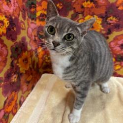 Shelter Stray Female Cat last seen Georgia / Holleman, City of College Station, TX, 5359 Leonard Rd, Bryan, TX 77807, USA