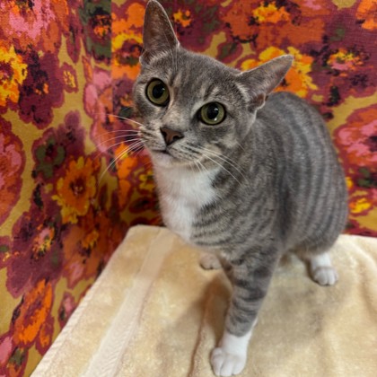 Shelter Stray Female Cat last seen Georgia / Holleman, City of College Station, TX, 5359 Leonard Rd, Bryan, TX 77807, USA