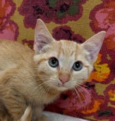 Shelter Stray Female Cat last seen Rock Prairie Rd & Wellborn Rd, Aggieland Humane Society, TX, 5359 Leonard Rd, Bryan, TX 77807, USA